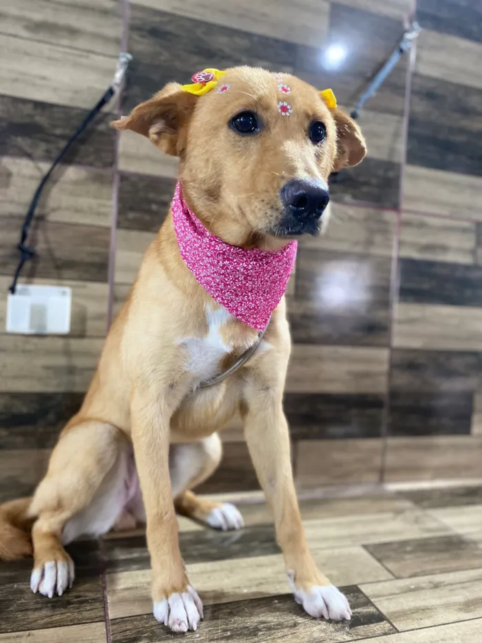 Cachorro raça SRD-ViraLata idade 7 a 11 meses nome Nina