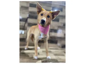 Cachorro raça SRD-ViraLata idade 7 a 11 meses nome Nina