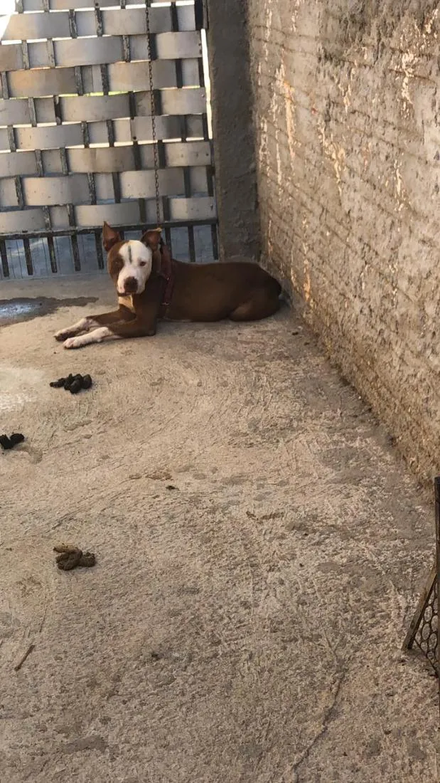 Cachorro raça Pit-Bull idade 1 ano nome Thor