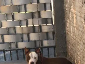 Cachorro raça Pit-Bull idade 1 ano nome Thor