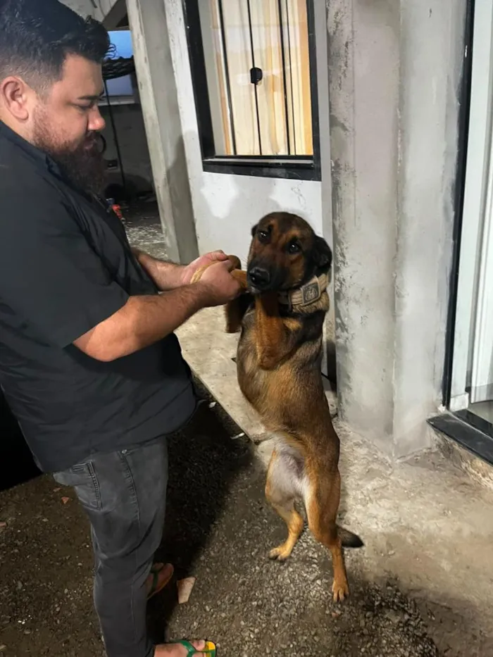 Cachorro raça Pastor Alemão idade 1 ano nome Kiara