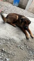 Kiara