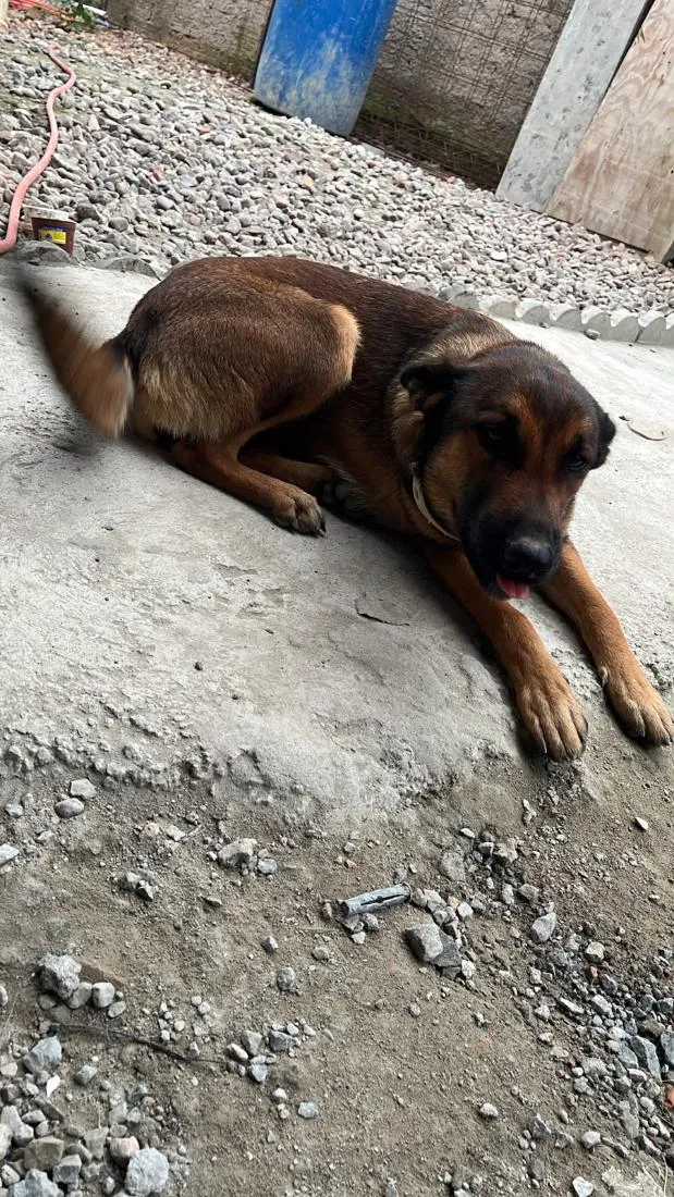 Cachorro raça Pastor Alemão idade 1 ano nome Kiara