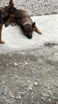 Kiara