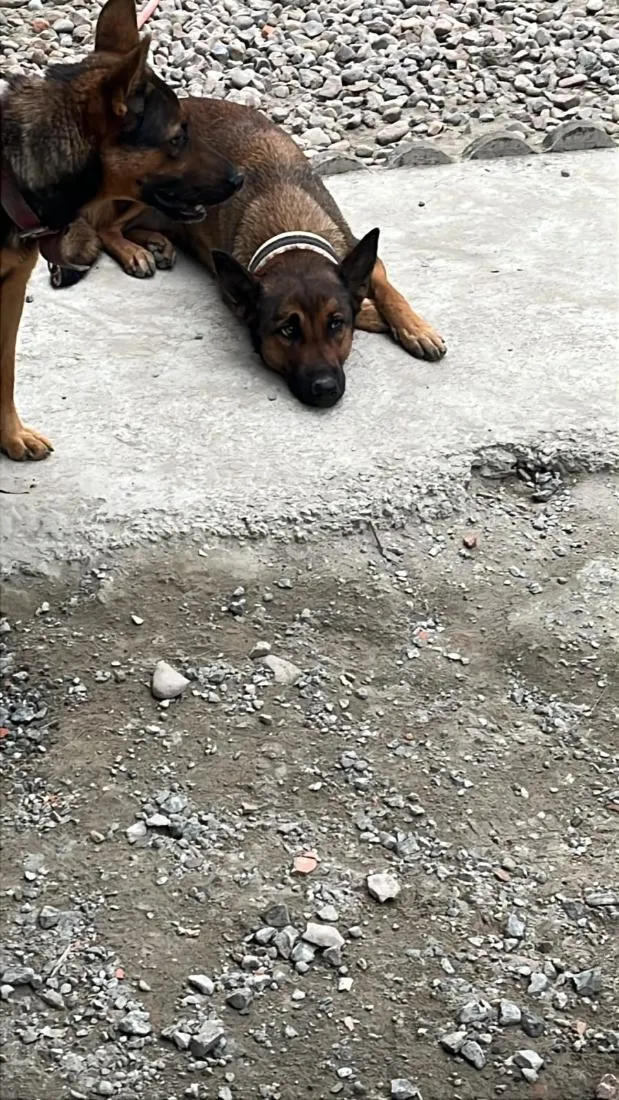 Cachorro raça Pastor Alemão idade 1 ano nome Kiara