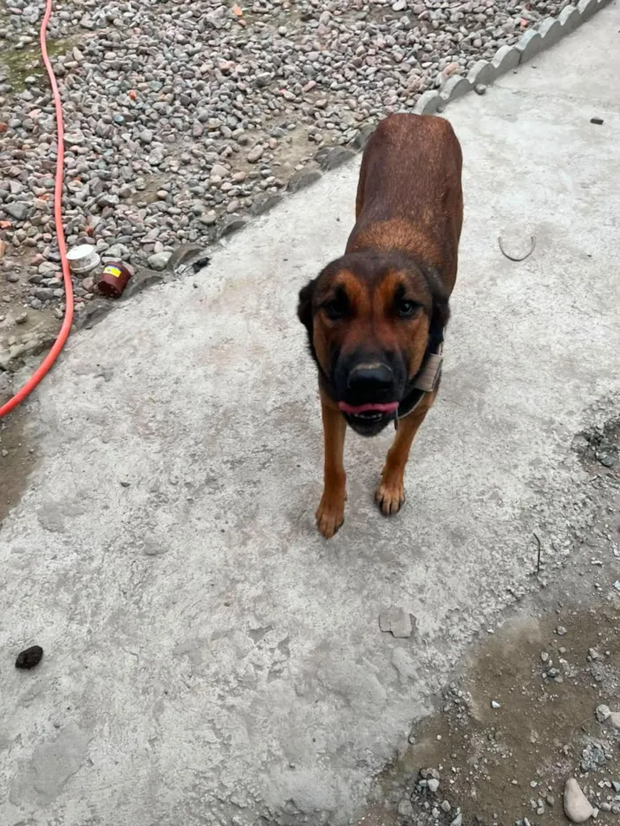 Cachorro raça Pastor Alemão idade 1 ano nome Kiara