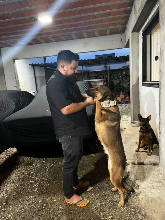 Cachorro raça Pastor Alemão idade 1 ano nome Kiara