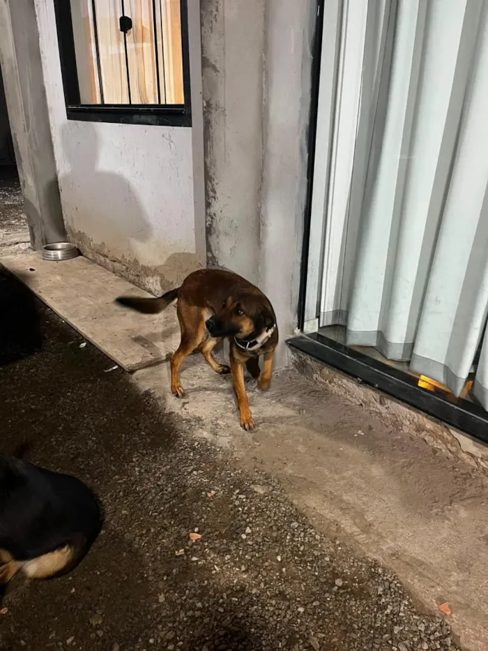 Cachorro raça Pastor Alemão idade 1 ano nome Kiara