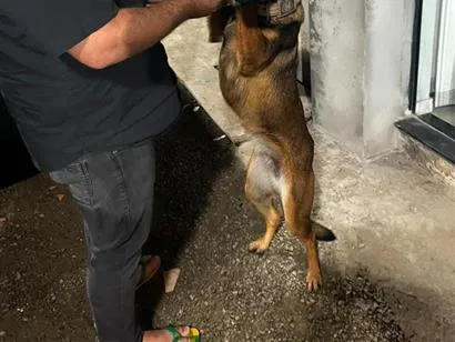 Cachorro raça Pastor Alemão idade 1 ano nome Kiara
