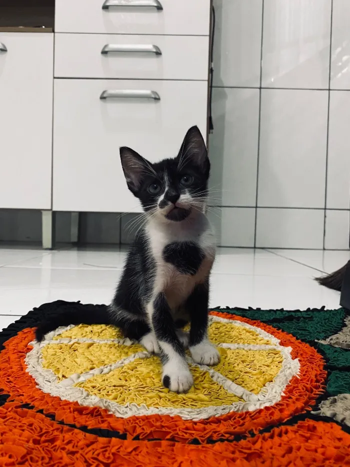 Gato raça SRD-ViraLata idade Abaixo de 2 meses nome Eliza