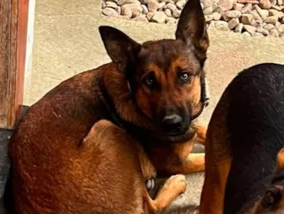 Cachorro raça Pastor Alemão idade 1 ano nome Kiara