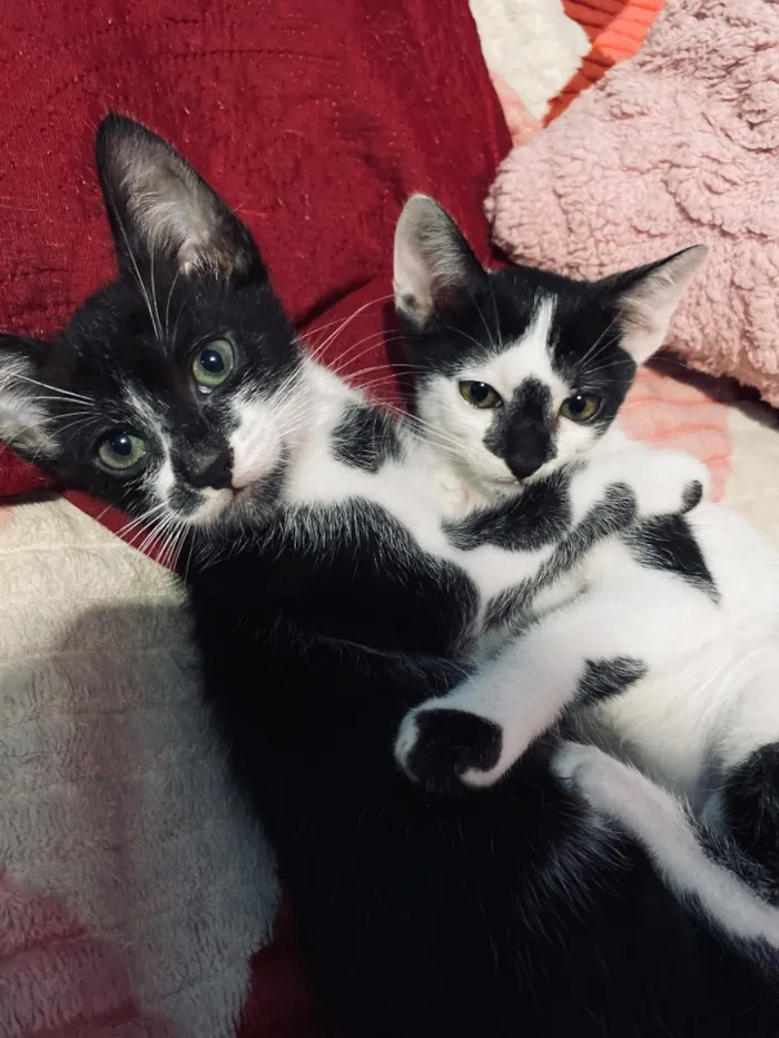 Gato raça SRD-ViraLata idade Abaixo de 2 meses nome Eliza e Flora