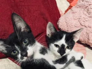 Gato raça SRD-ViraLata idade Abaixo de 2 meses nome Eliza e Flora