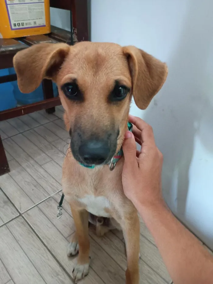 Cachorro raça SRD-ViraLata idade 2 a 6 meses nome Marley