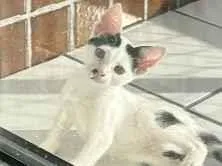 Gato raça SRD-ViraLata idade 4 anos nome Teo