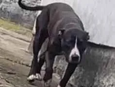 Cachorro raça SRD-ViraLata idade 6 ou mais anos nome Pandora