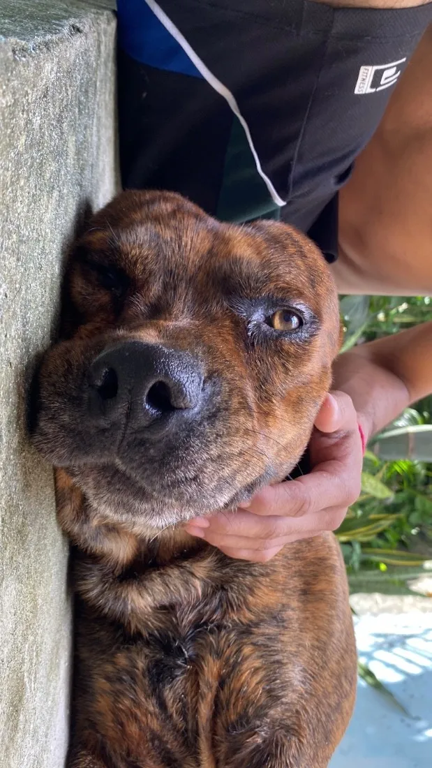 Cachorro raça Pit-Bull idade 4 anos nome Bolt 