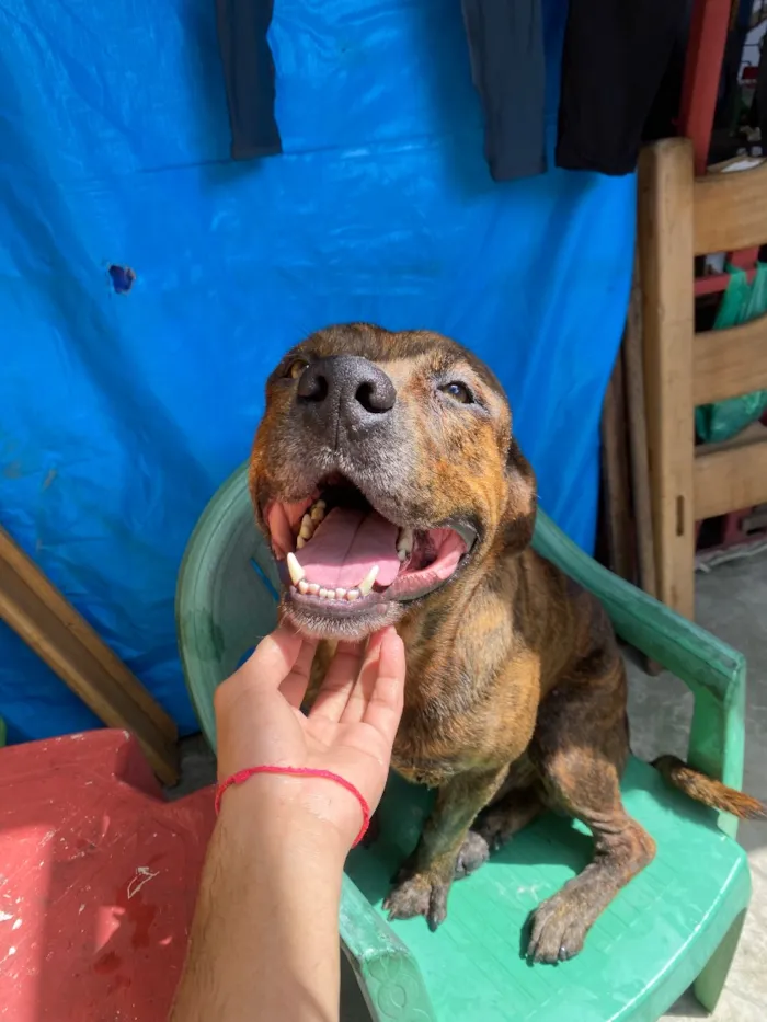 Cachorro raça Pit-Bull idade 4 anos nome Bolt 