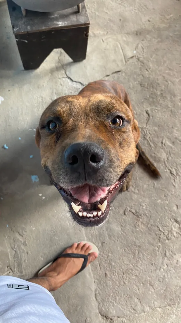 Cachorro raça Pit-Bull idade 4 anos nome Bolt 