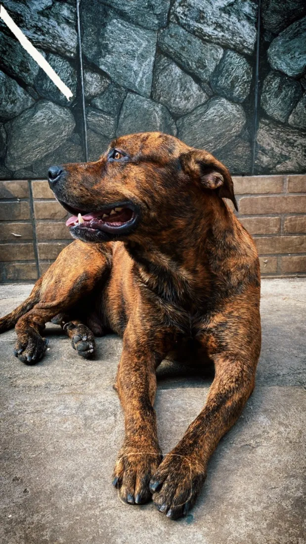 Cachorro raça Pit-Bull idade 4 anos nome Bolt 