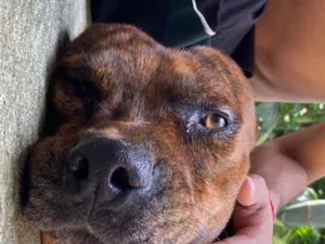 Cachorro raça Pit-Bull idade 4 anos nome Bolt 