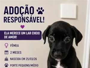 Cachorro raça SRD-ViraLata idade 2 a 6 meses nome Nala