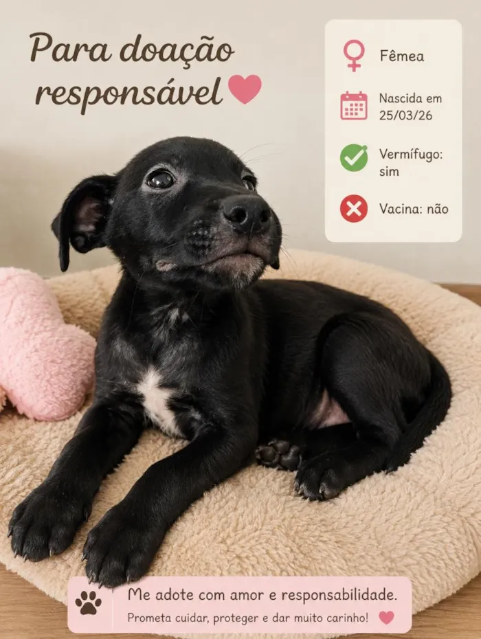 Cachorro raça SRD-ViraLata idade Abaixo de 2 meses nome Pretinha 