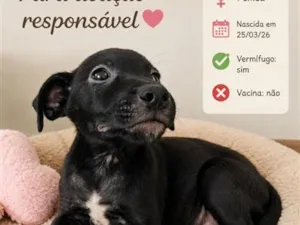 Cachorro raça SRD-ViraLata idade Abaixo de 2 meses nome Pretinha 