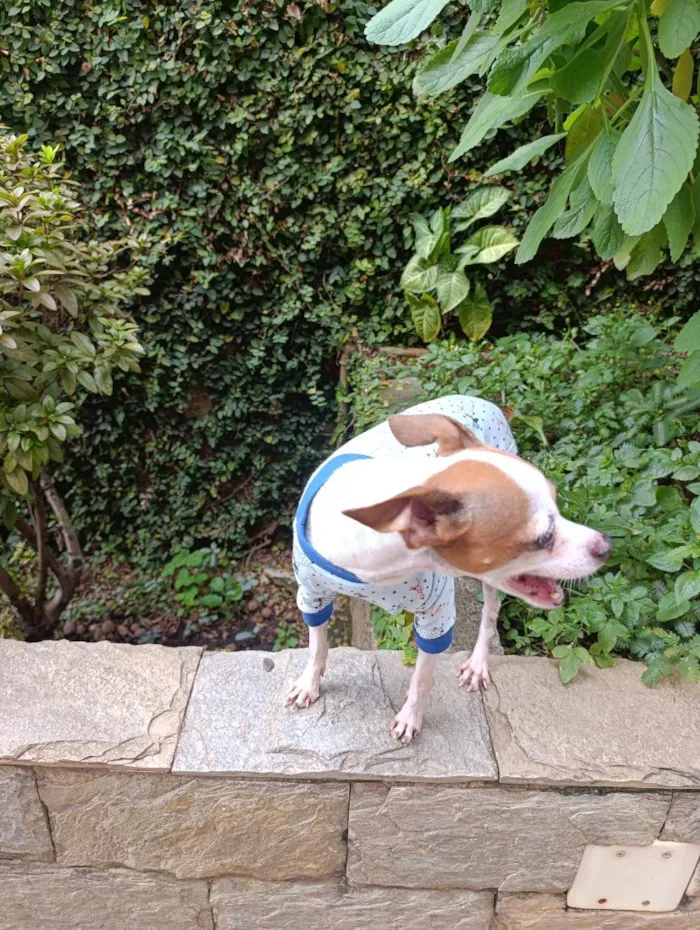 Cachorro raça Pinscher idade 6 ou mais anos nome Nick