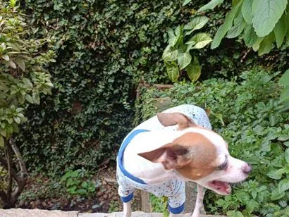 Cachorro raça Pinscher idade 6 ou mais anos nome Nick