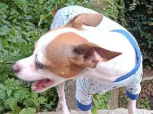 Cachorro raça Pinscher idade 6 ou mais anos nome Nick