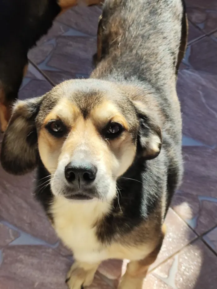 Cachorro raça SRD-ViraLata idade 6 ou mais anos nome Teddy
