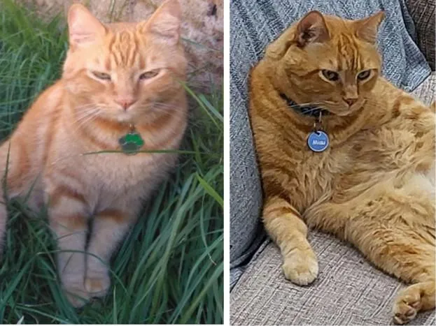 Gato raça SRD-ViraLata idade 6 ou mais anos nome Miau