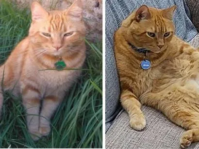 Gato raça SRD-ViraLata idade 6 ou mais anos nome Miau