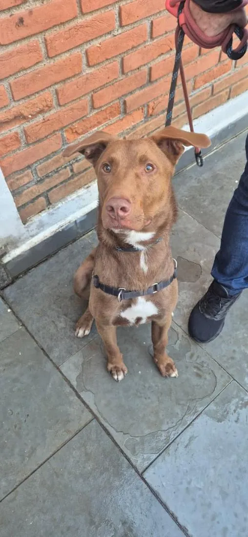 Cachorro raça SRD-ViraLata idade 1 ano nome Charlie Brownie
