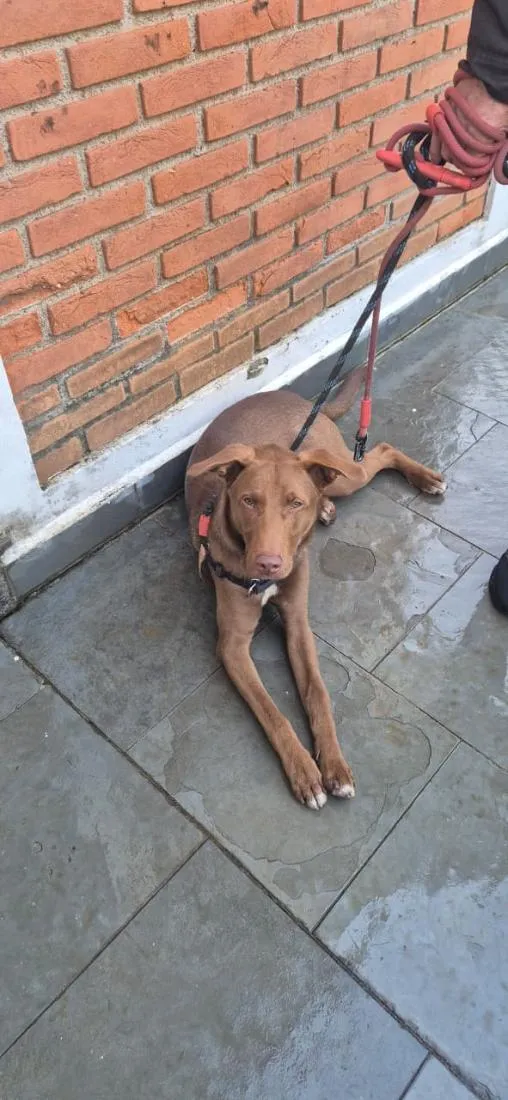 Cachorro raça SRD-ViraLata idade 1 ano nome Charlie Brownie