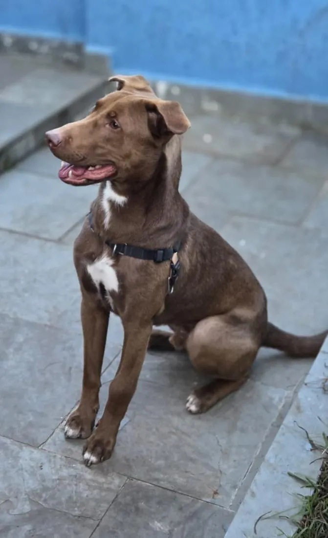 Cachorro raça SRD-ViraLata idade 1 ano nome Charlie Brownie