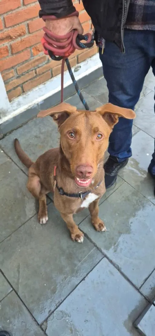 Cachorro raça SRD-ViraLata idade 1 ano nome Charlie Brownie