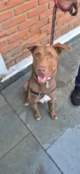 Charlie Brownie