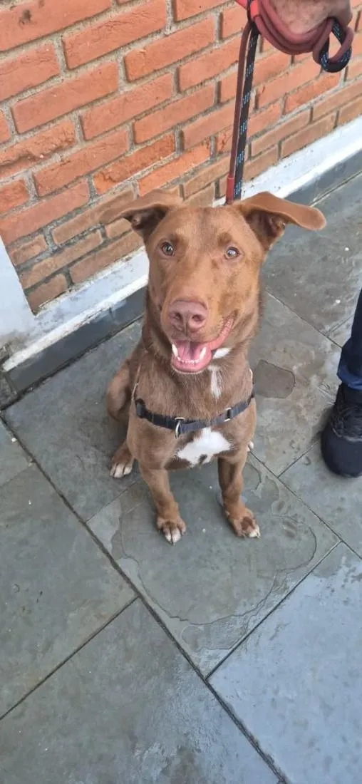 Cachorro raça SRD-ViraLata idade 1 ano nome Charlie Brownie