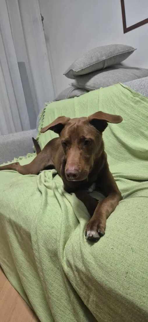 Cachorro raça SRD-ViraLata idade 1 ano nome Charlie Brownie
