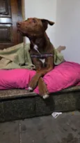 Charlie Brownie