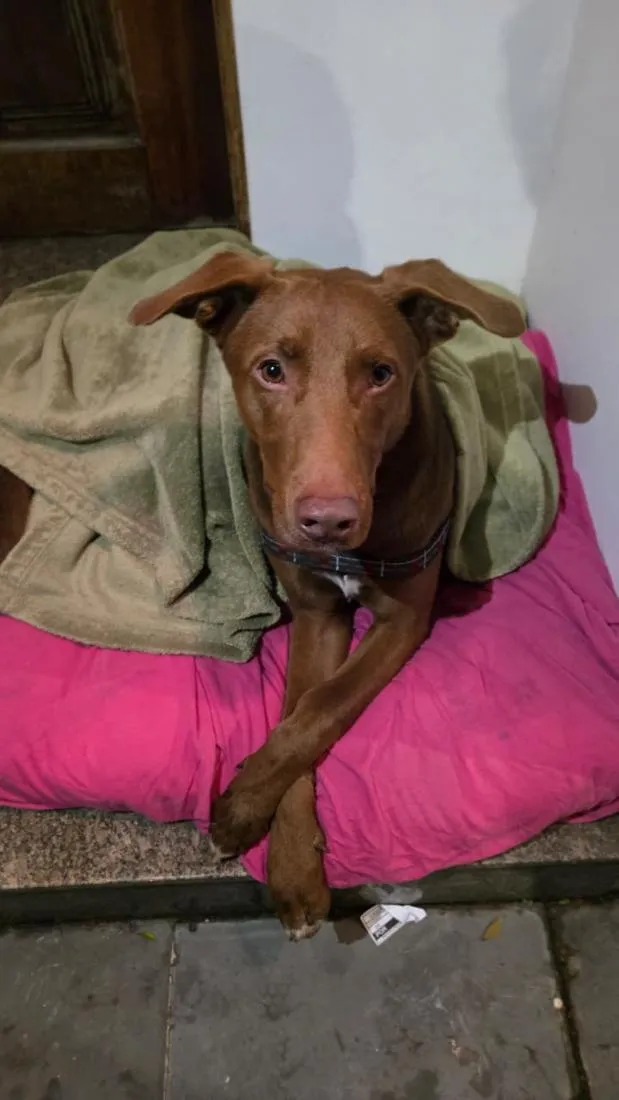 Cachorro raça SRD-ViraLata idade 1 ano nome Charlie Brownie