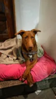Charlie Brownie