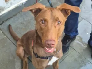 Cachorro raça SRD-ViraLata idade 1 ano nome Charlie Brownie