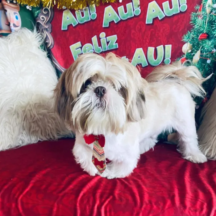 Cachorro raça Shitzu idade 3 anos nome Zeus