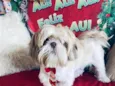 Zeus