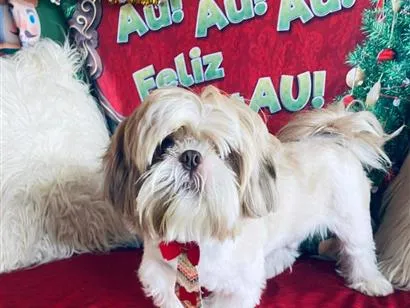 Cachorro raça Shitzu idade 3 anos nome Zeus
