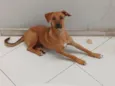 caramelo