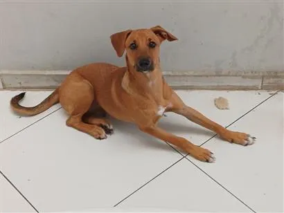 Cachorro raça SRD-ViraLata idade 2 a 6 meses nome caramelo